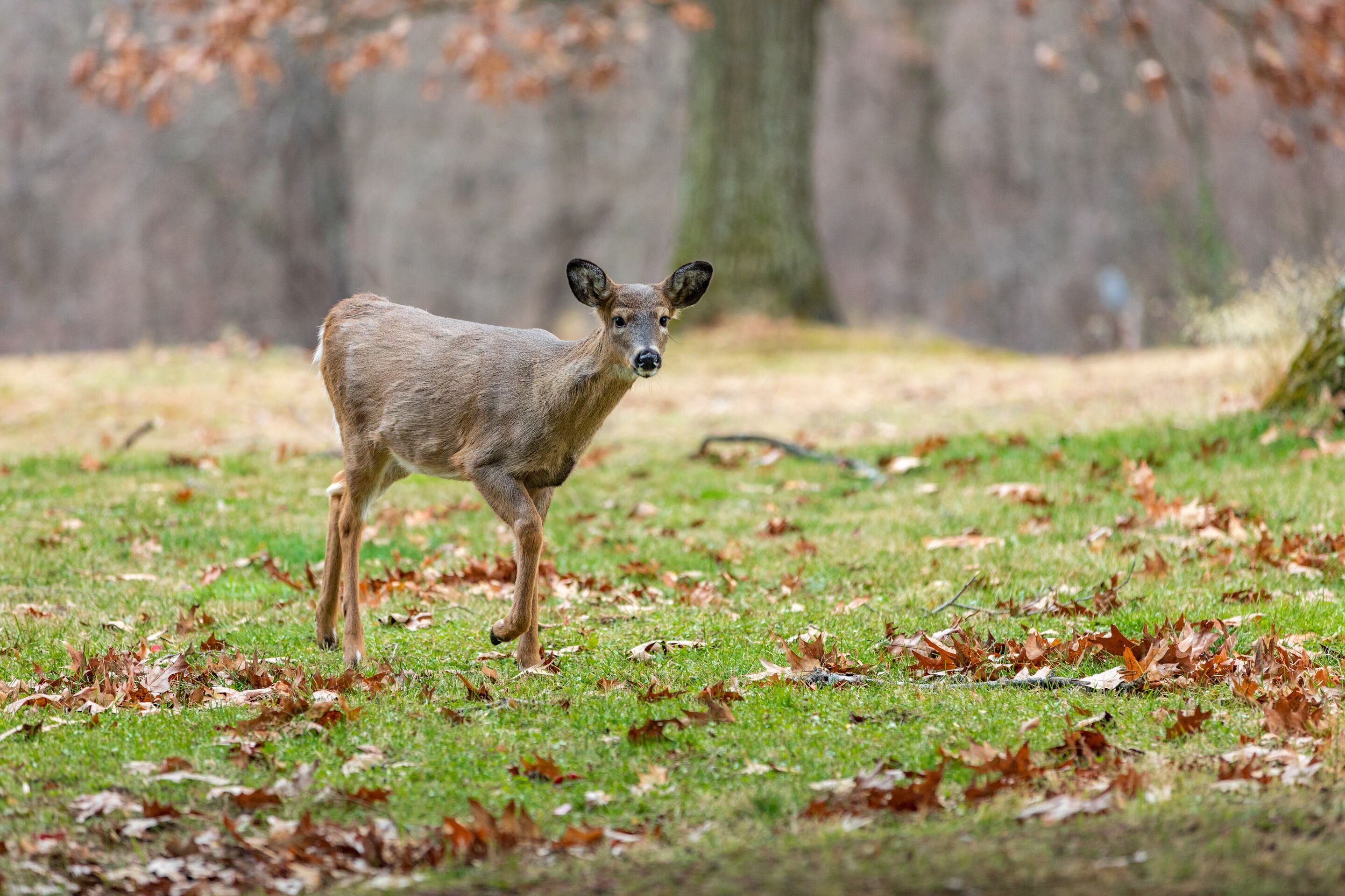 A deer standing on a grassy field with fallen leaves.