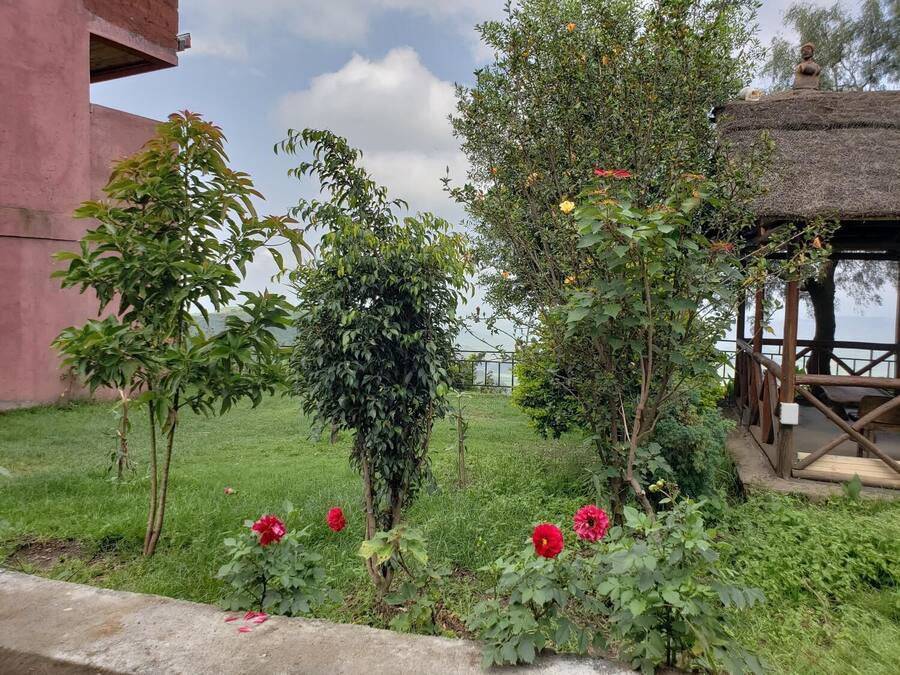 A garden with various plants and a thatched structure.