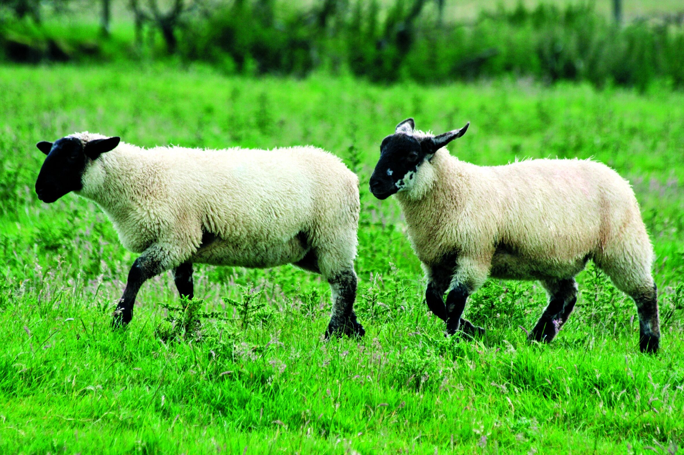 Two sheep in a grassy field.