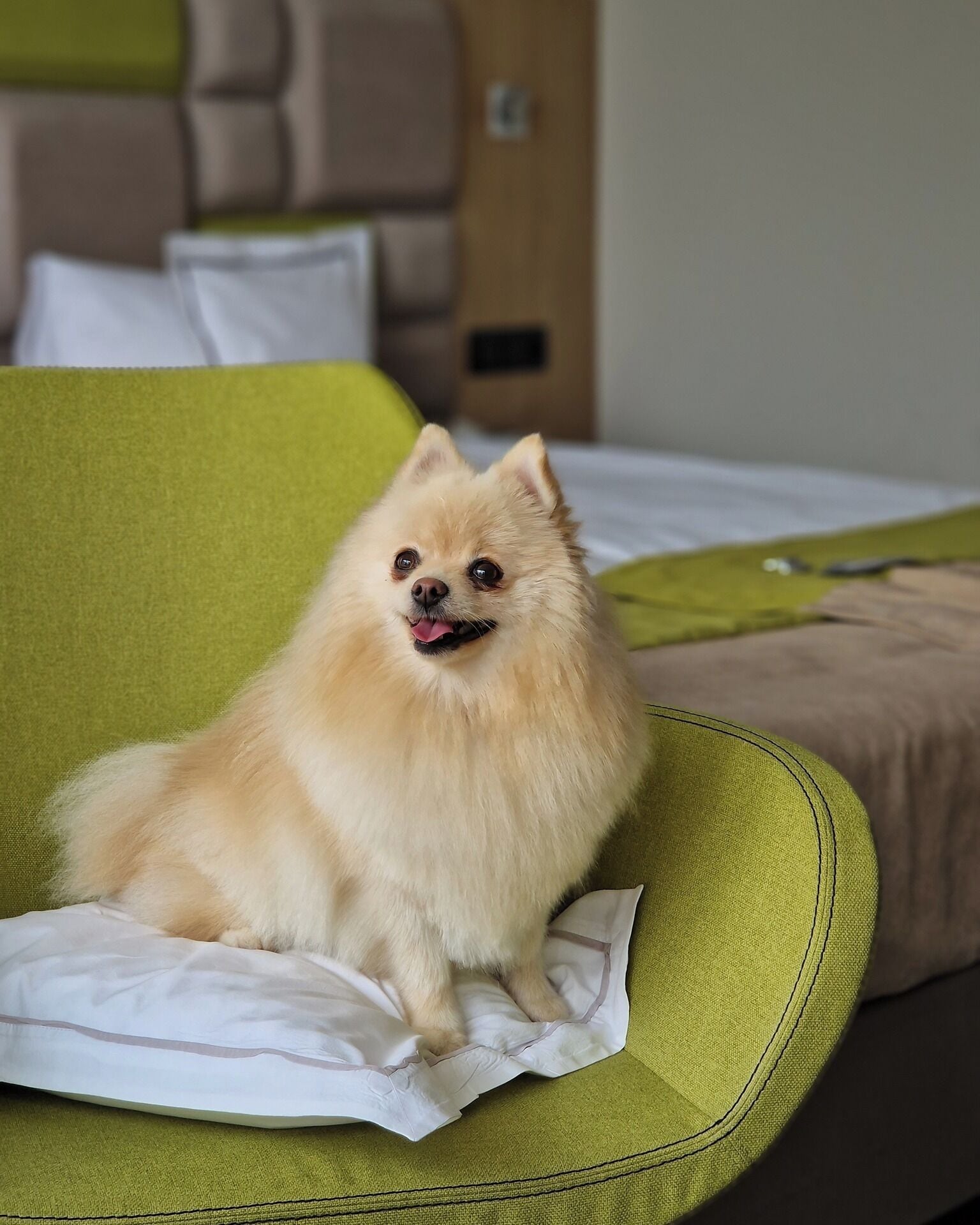 Un petit chien à la fourrure douce, assis sur une chaise verte dans une pièce où se trouvent un lit et une tête de lit.