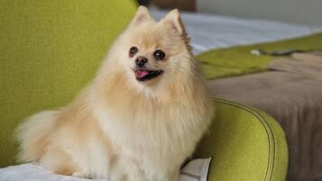 A small, fluffy dog sitting on a green chair in a room with a bed and a headboard.
