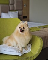 A small, fluffy dog sitting on a green chair in a room with a bed and a headboard.