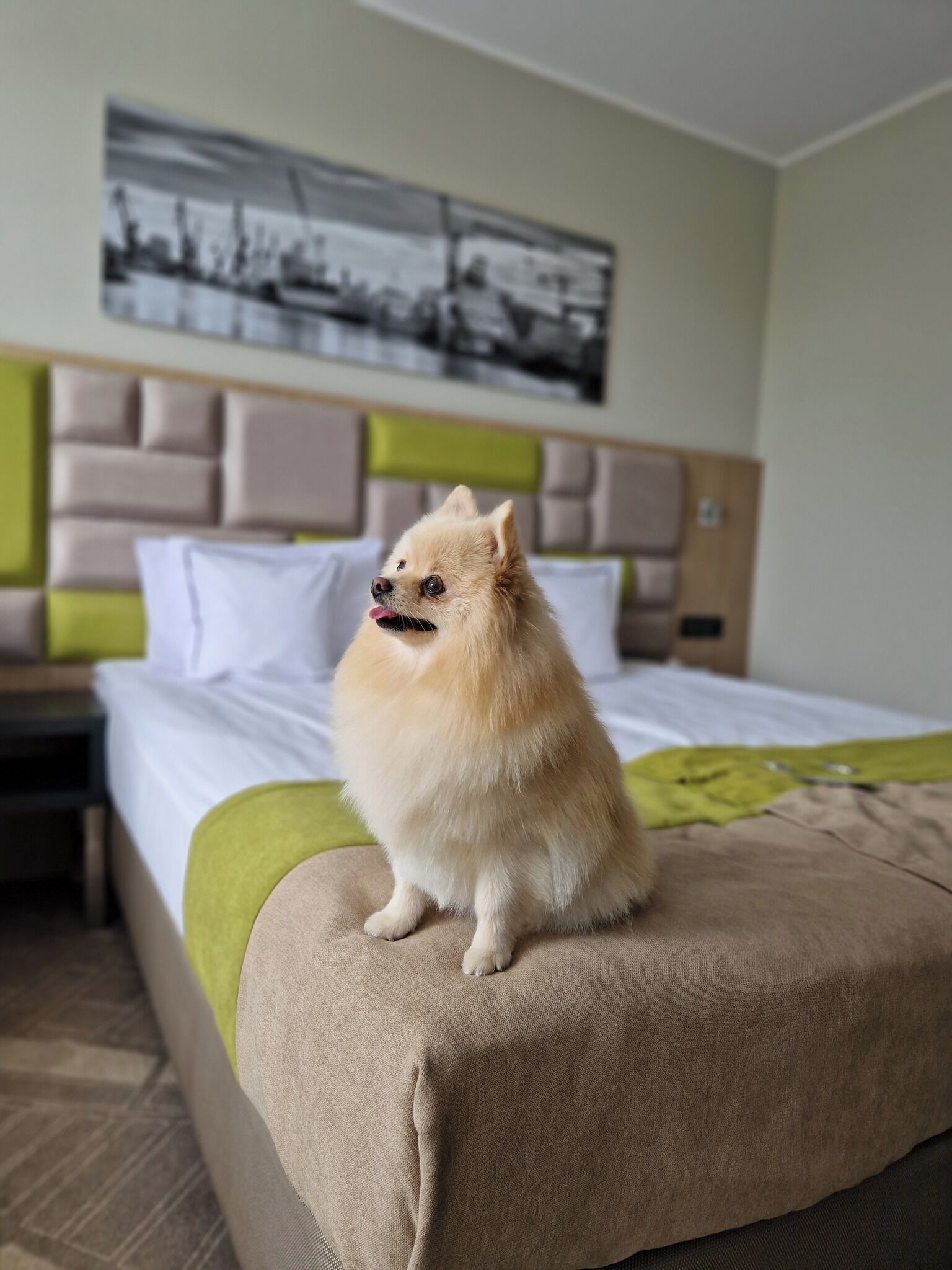 Un perro pequeño sentado sobre una cama en una habitación de hotel, con un cabecero y un cuadro en la pared.