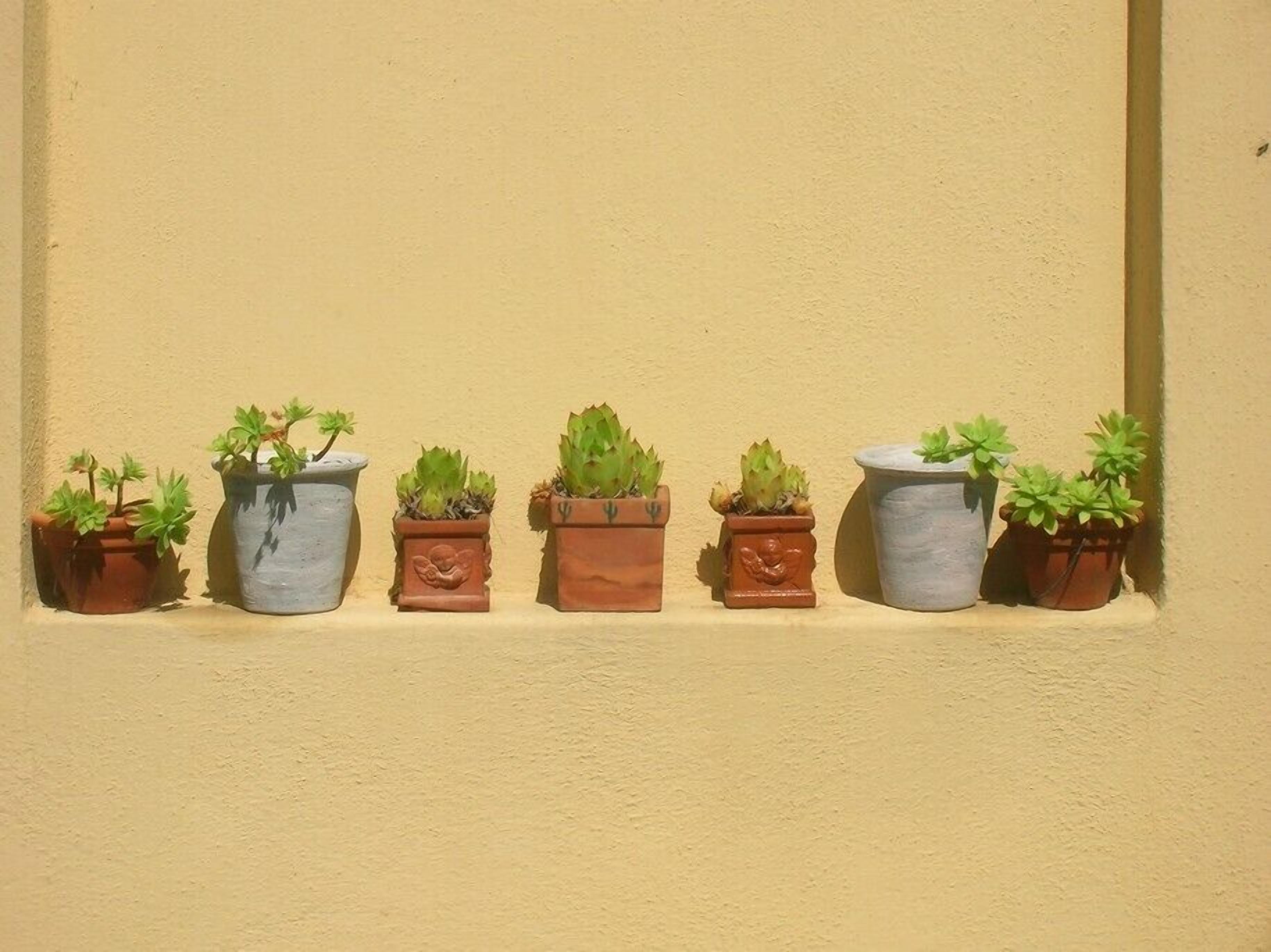 A row of potted plants against a wall.