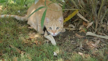 Un gato en un área con césped, hojas secas y plantas verdes.
