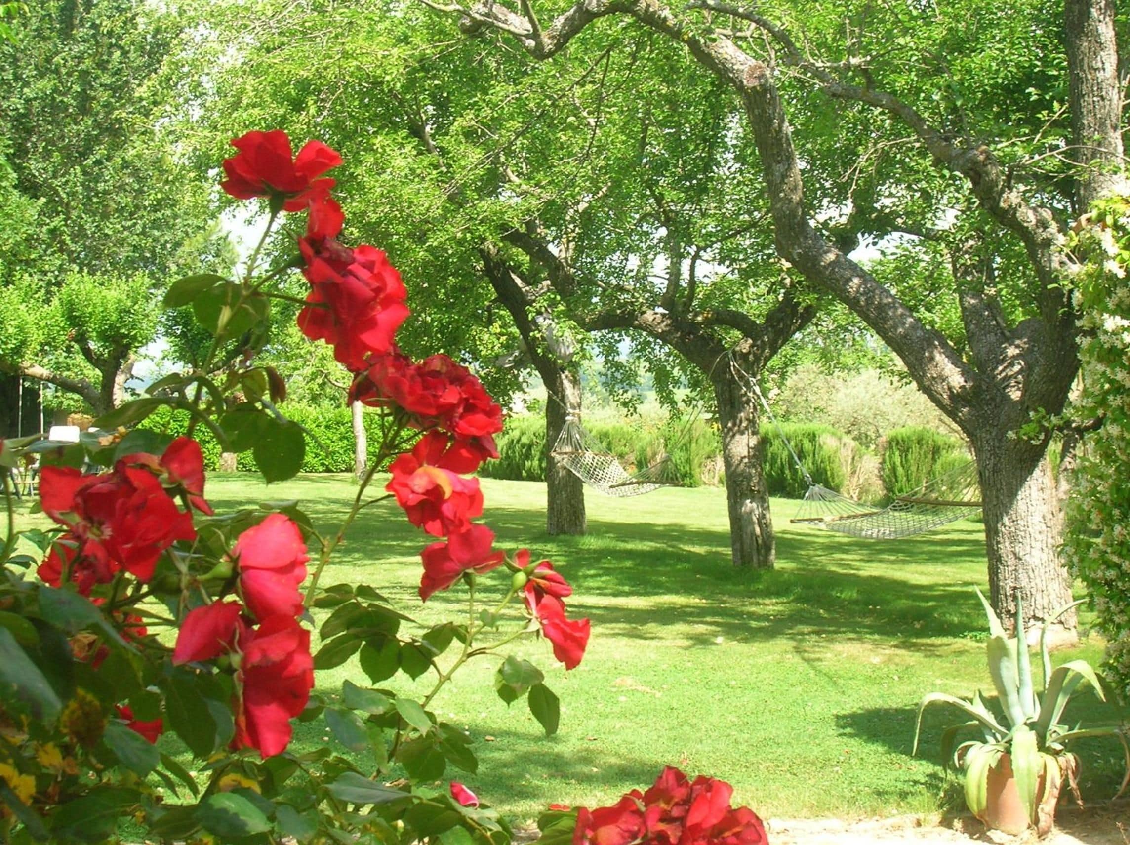Un jardín con flores rojas y árboles.