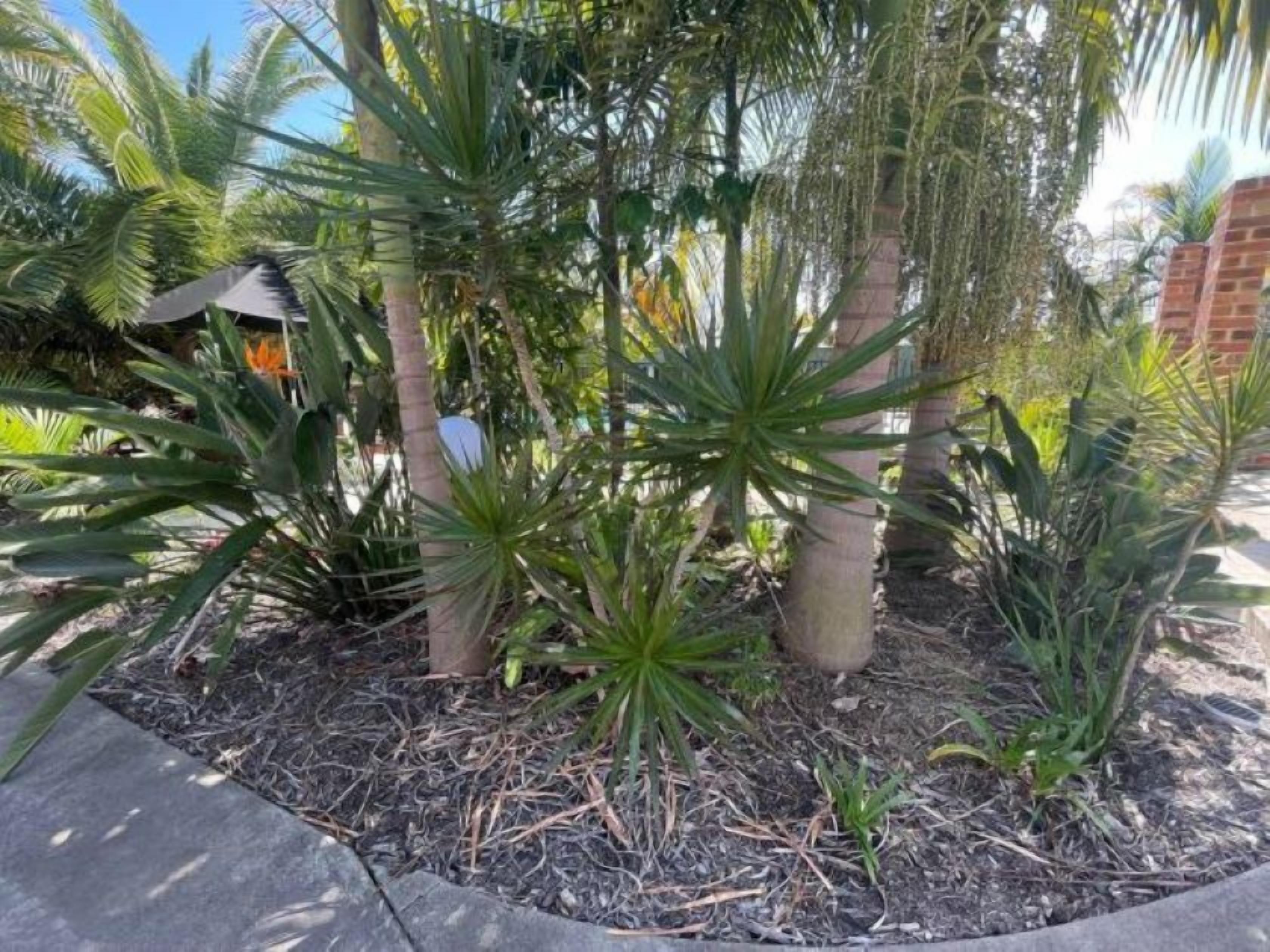 A garden area with various tropical plants, including palm trees and a central agave plant.
