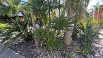 A garden area with various tropical plants, including palm trees and a central agave plant.