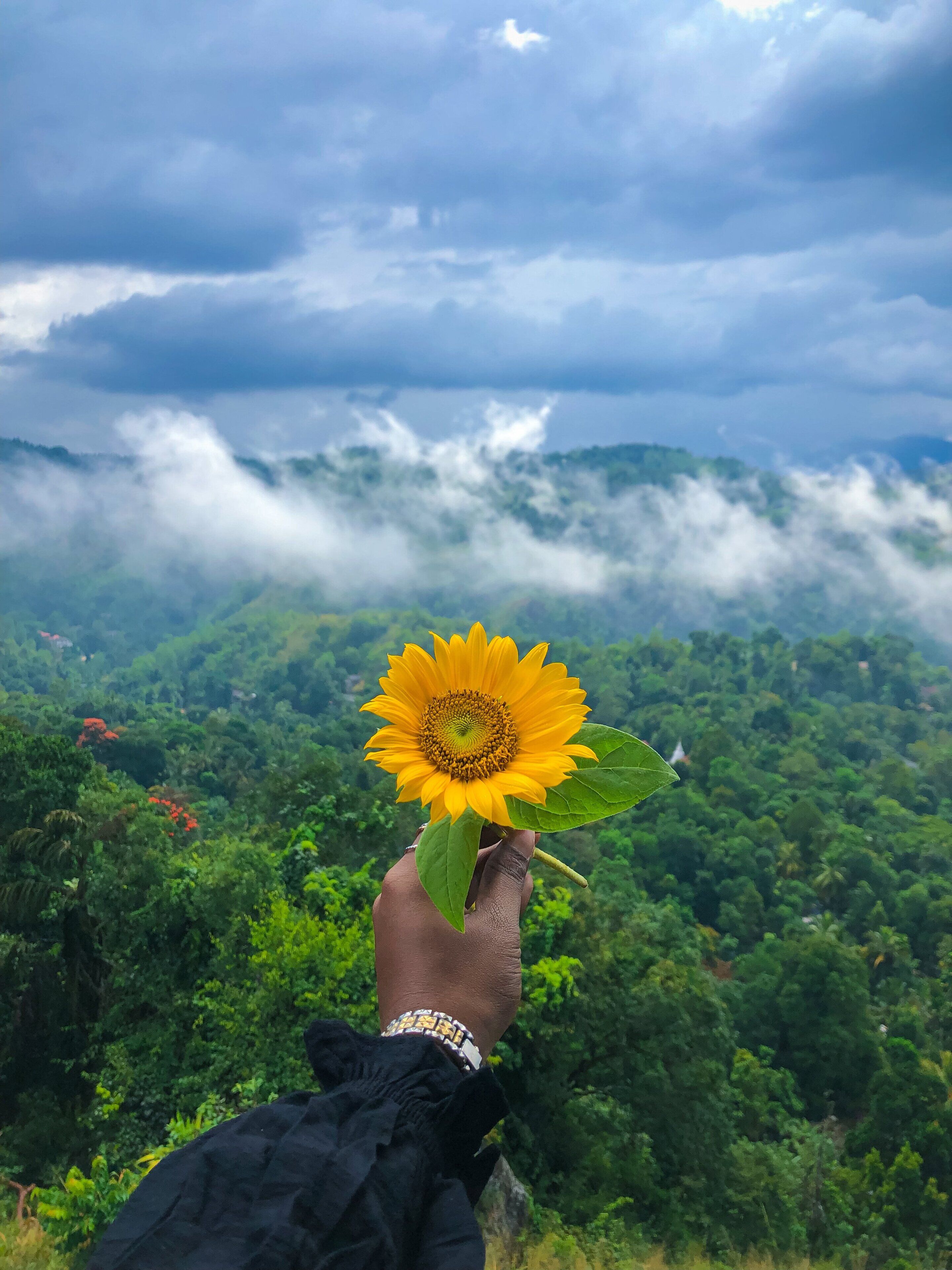 Una mano sostiene un girasol con un paisaje montañoso y nubes de fondo.