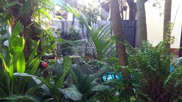 A lush garden with various tropical plants and trees, a blue water feature, and a black gate in the background. - Mia's Villa (Hikkaduwa)