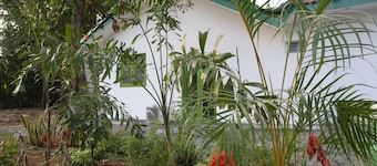 Green Banana Mirissa