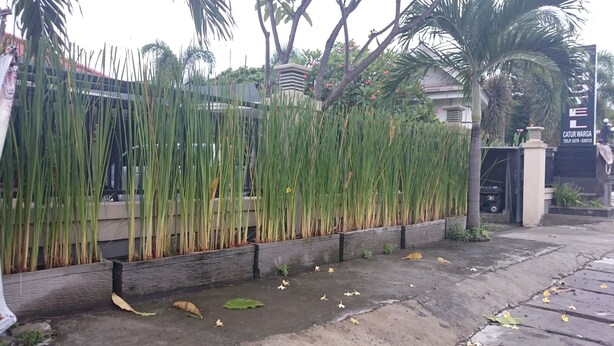 Una entrada protegida por una reja con un letrero, un camino de hormigón y plantas verdes altas.