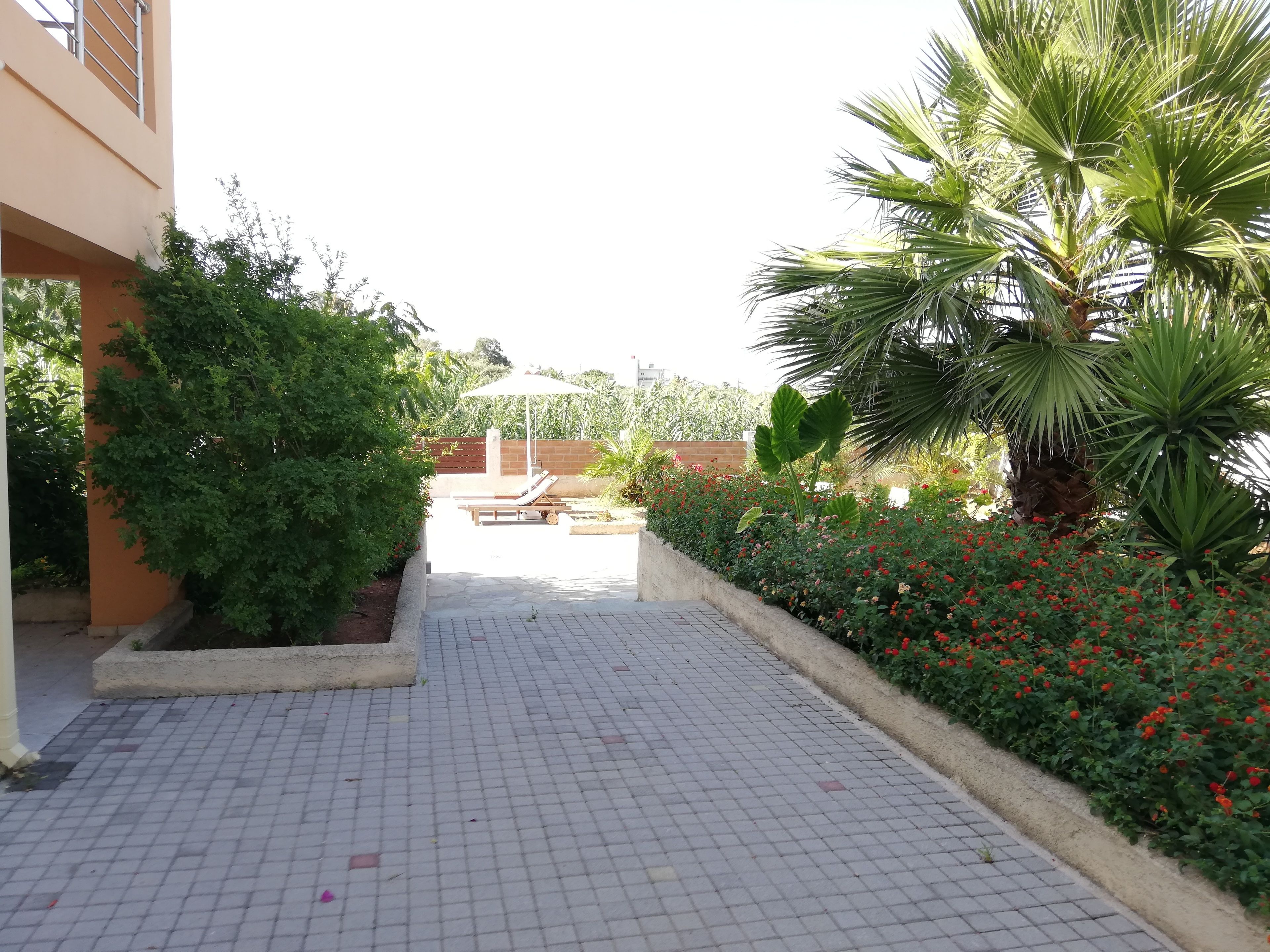 A paved walkway with a palm tree and a flower bed on one side and a building on the other.