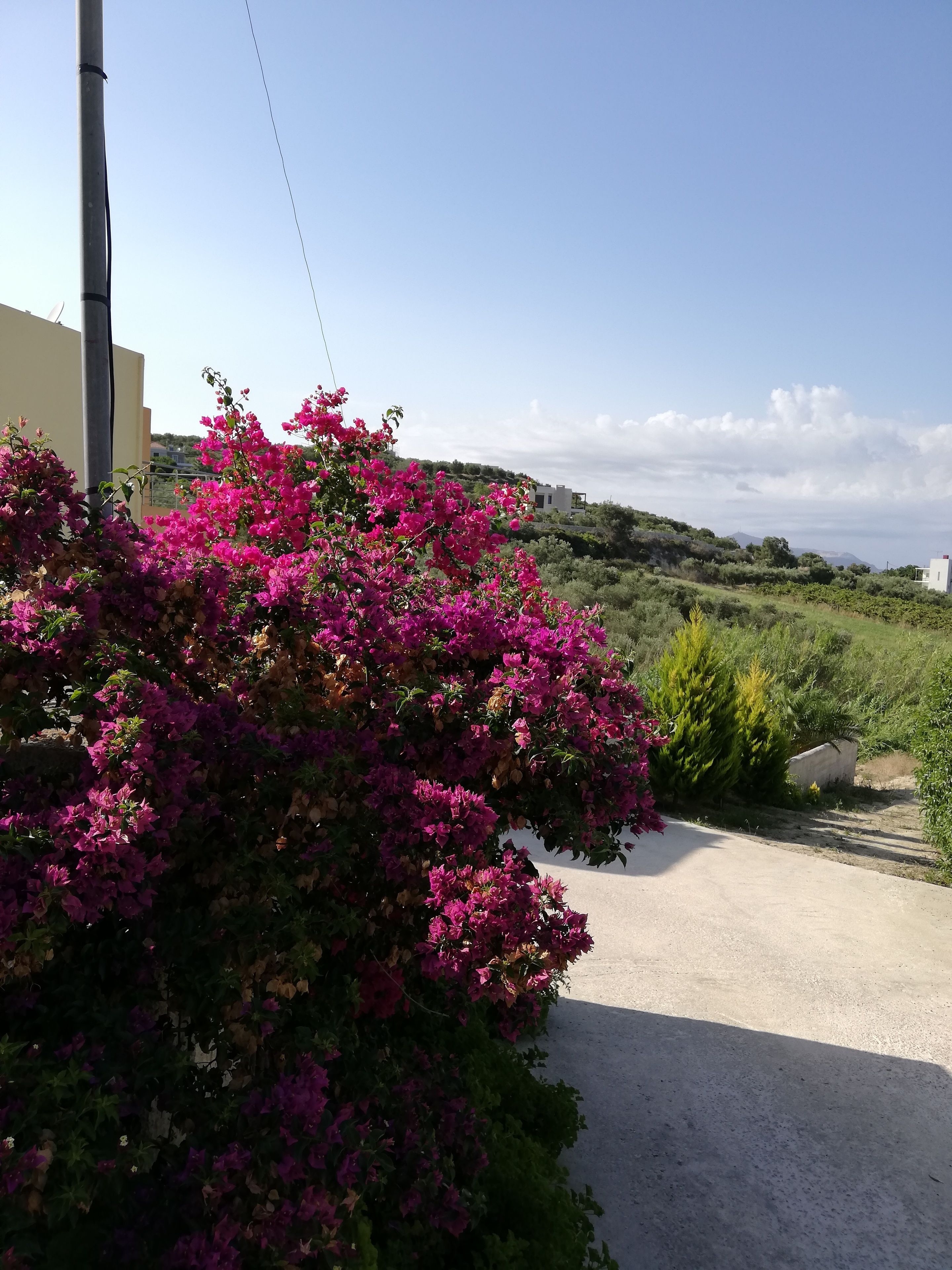A residential area with a concrete road, a bush of vibrant pink flowers, and a distant view of a modern house.