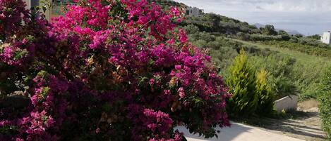Un barrio residencial con una calle de concreto, un arbusto de flores rosas vibrantes y una vista distante de una casa moderna.