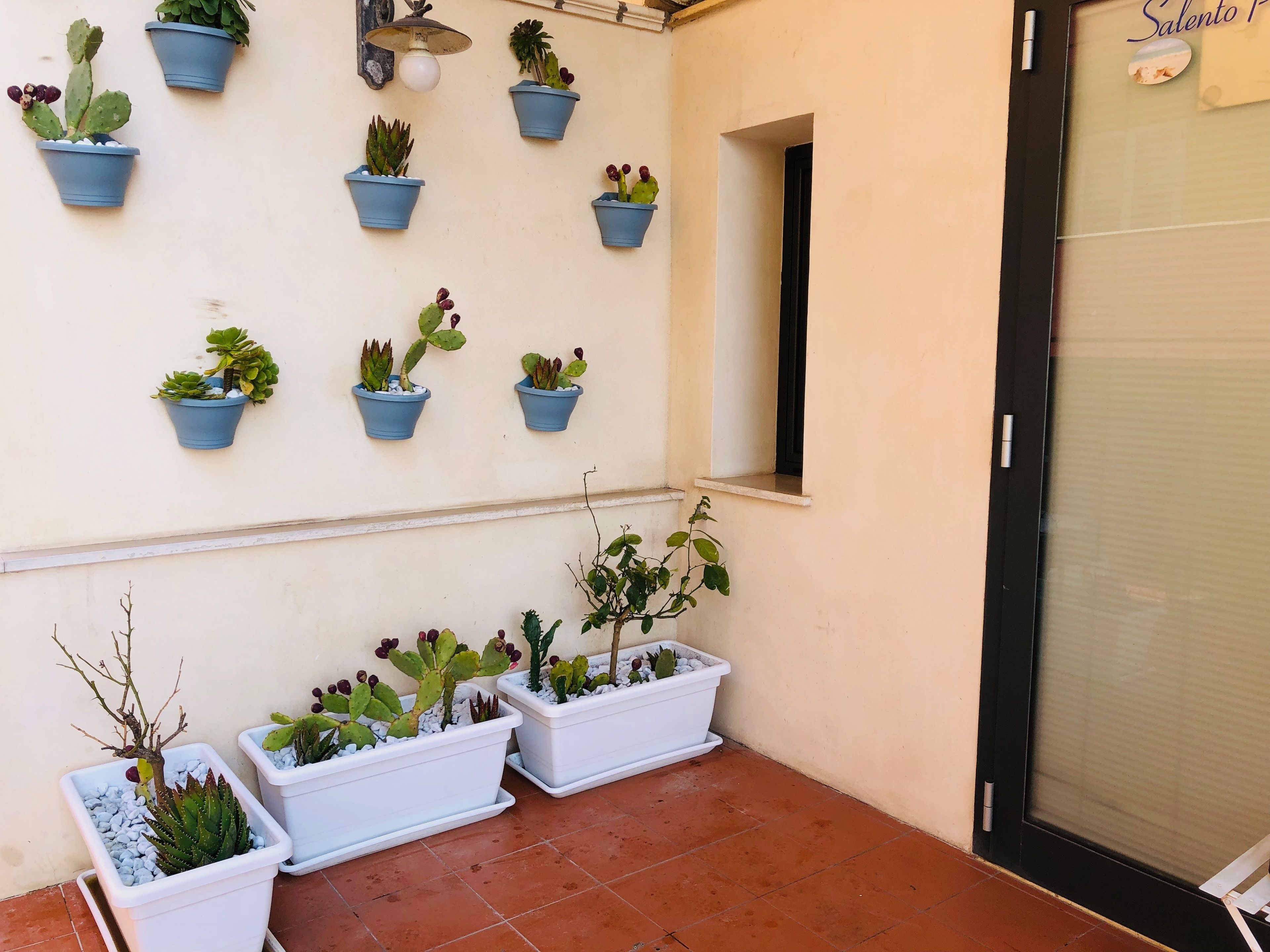 A wall with multiple potted plants, a window, and a door.