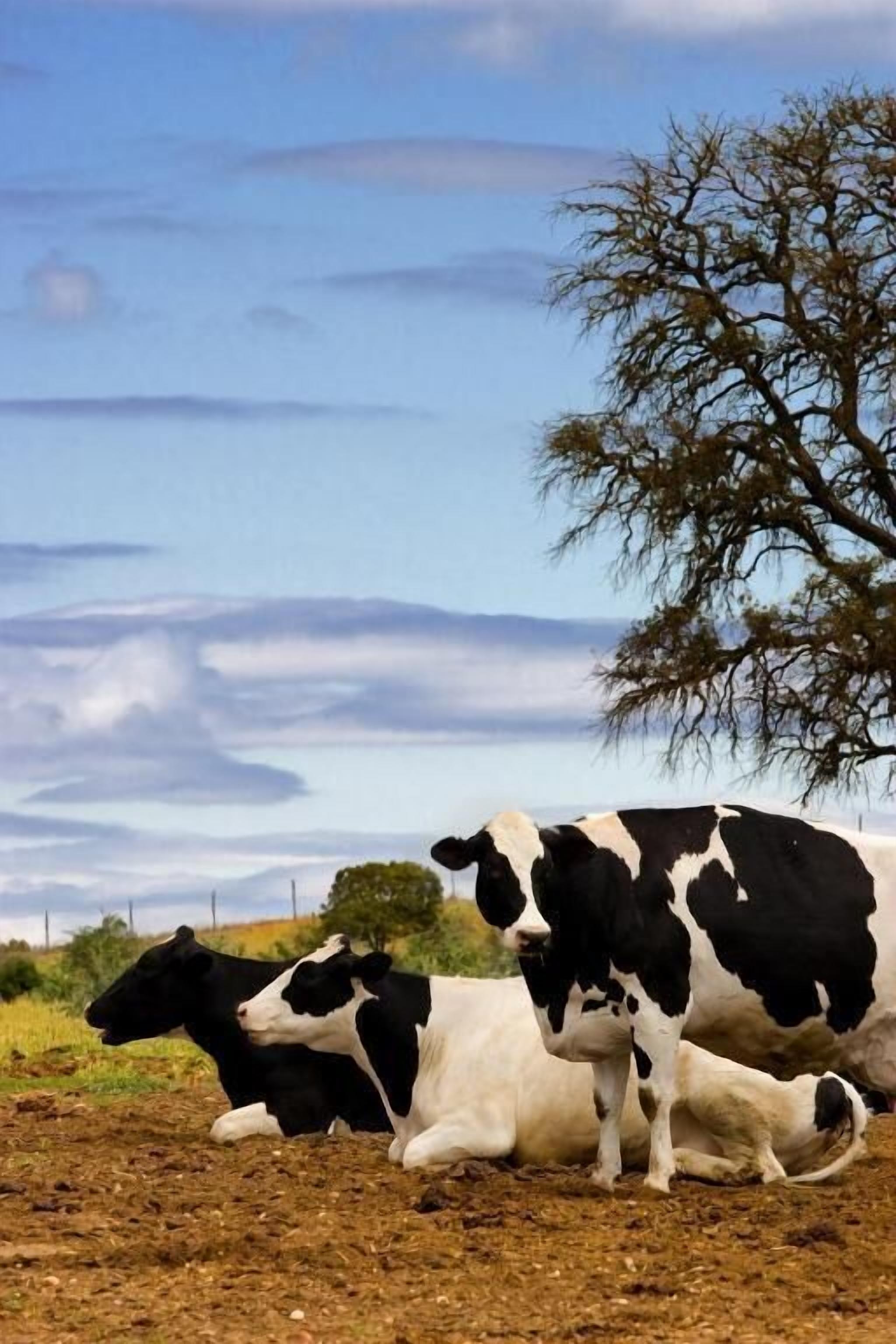 A cow lying on the ground with a tree in the background.
