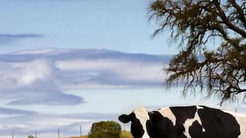 A cow lying on the ground with a tree in the background.