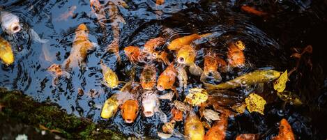 A pond with numerous koi fish swimming.