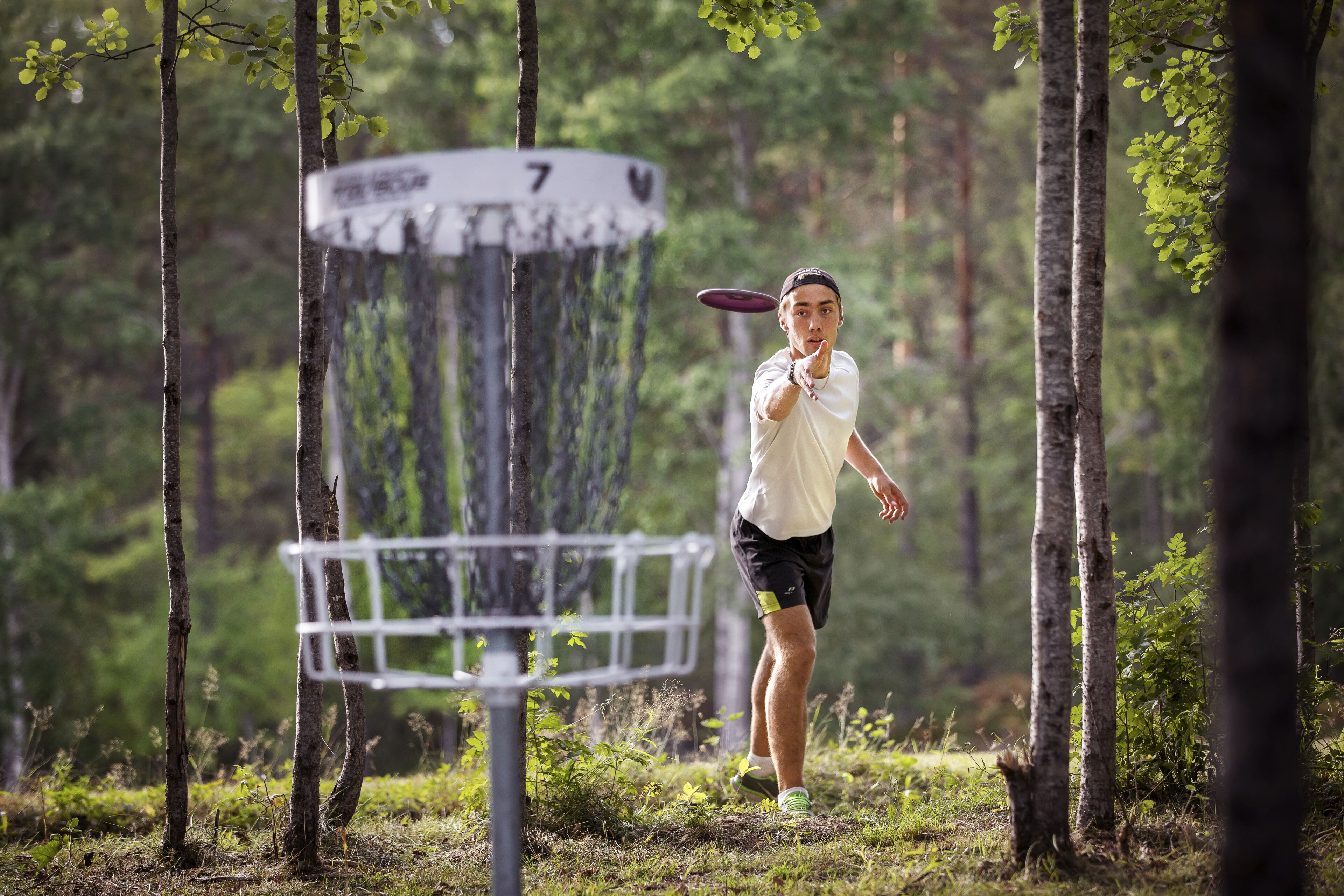 A person aiming a disc at a target in a wooded area.