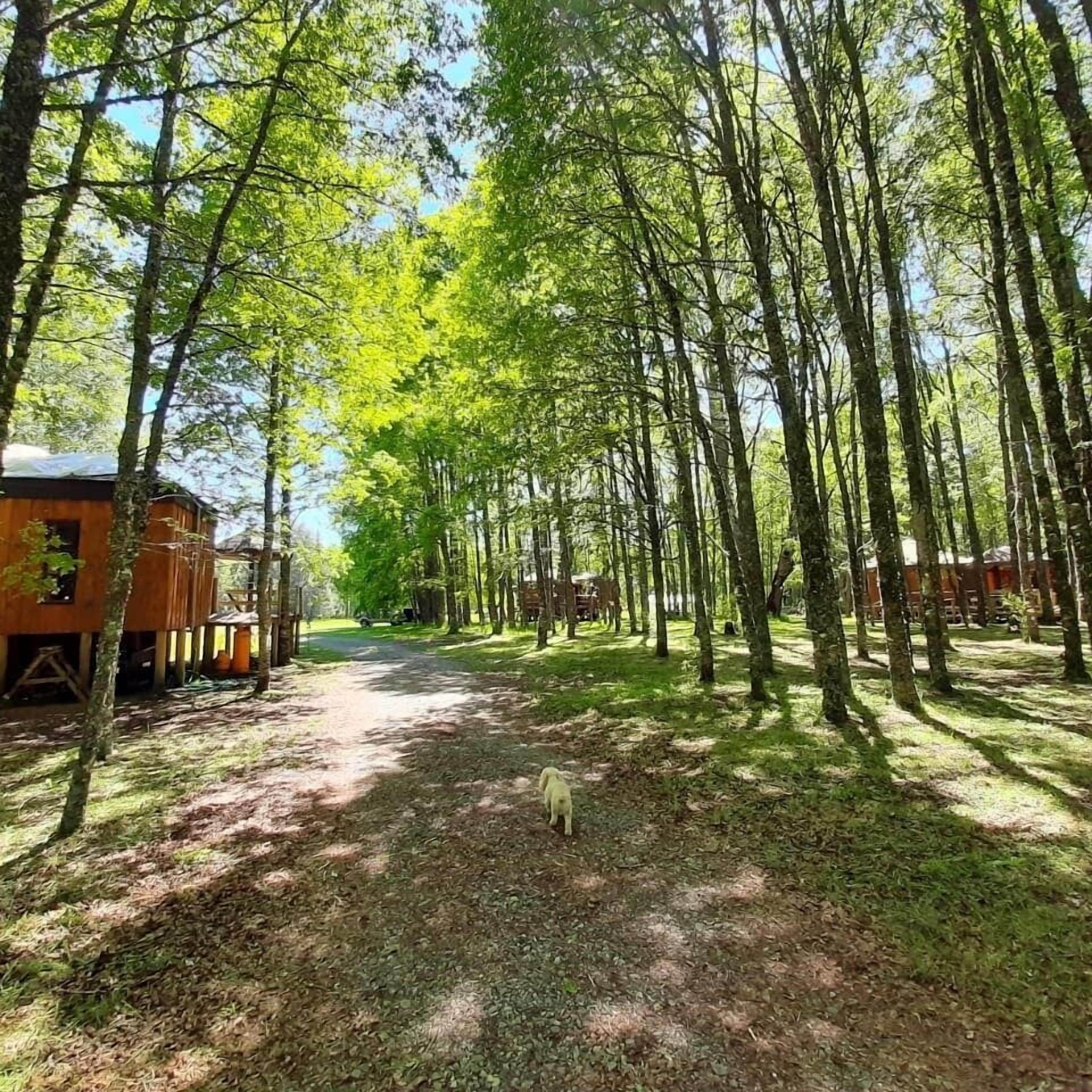 A forested area with a dirt path leading to a row of cabins.