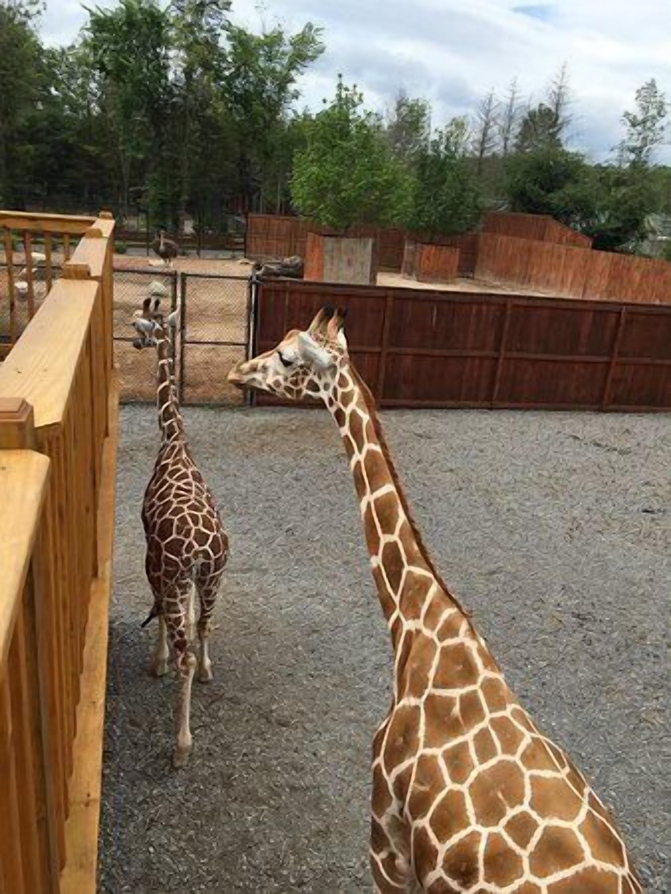Two giraffes in an enclosure with wooden fencing and a gravel ground.
