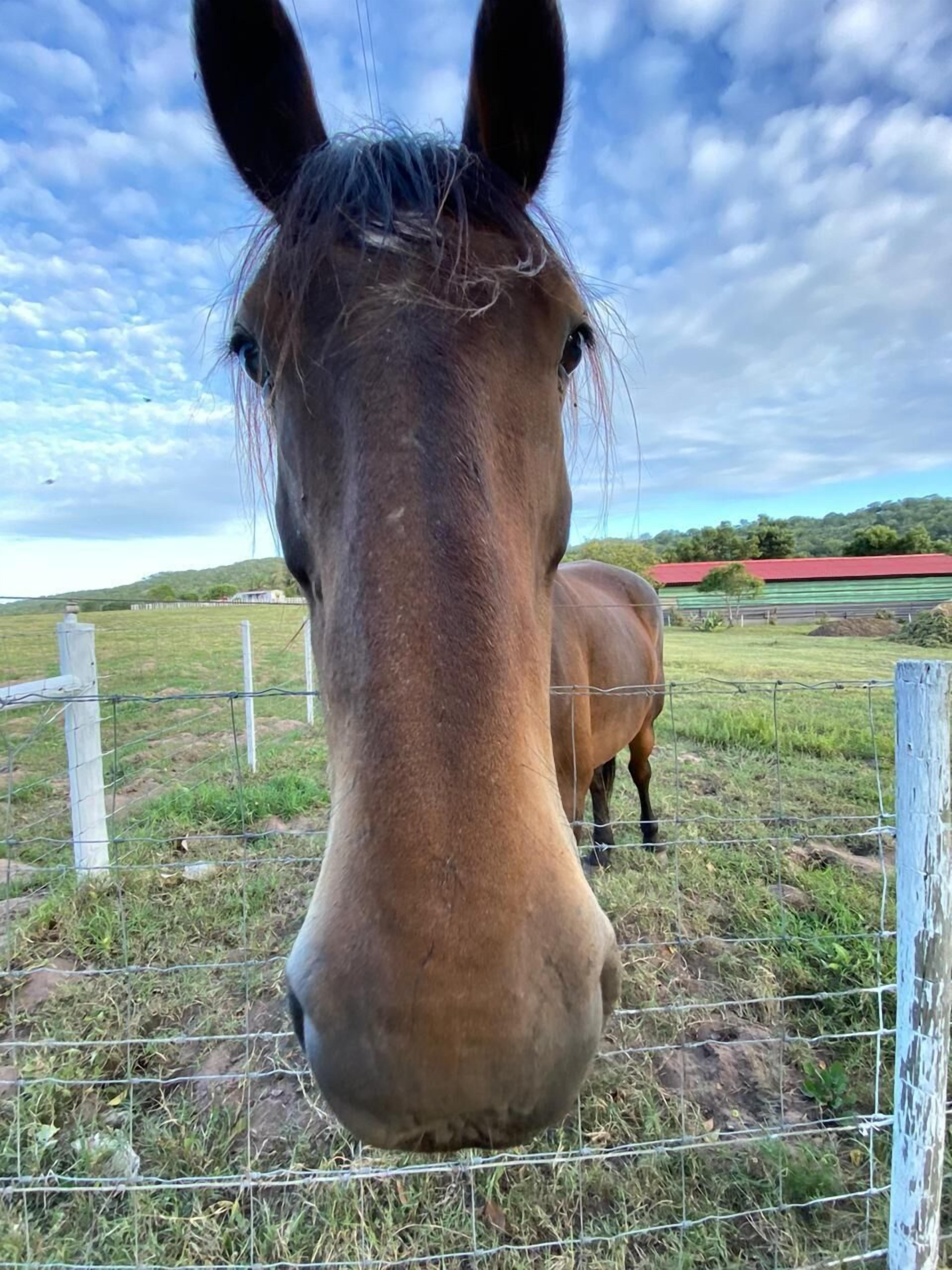A close-up of a horse's face with a clear view of a fenced pasture and a red building in the background.