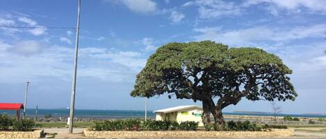 Una carretera costera con un árbol grande, una farola y un edificio de techo rojo.
