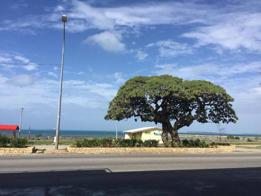 Una carretera costera con un árbol grande, una farola y un edificio de techo rojo.