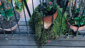 A balcony with potted plants and flowers, a metal railing, and a view of the street below. - Hotel Marjenny (Copan Ruinas)