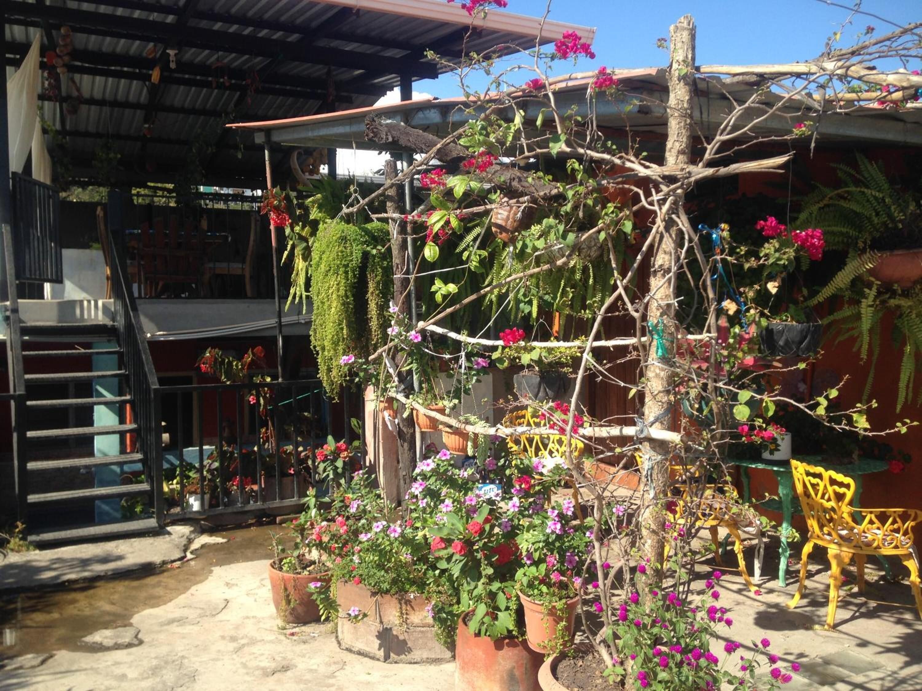 Un espacio al aire libre cubierto con plantas en macetas, una enredadera y sillas amarillas.