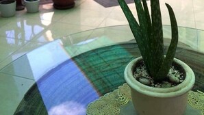 Un patio con plantas en macetas, una mesa de vidrio y mobiliario exterior.