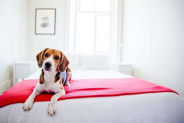 A dog lying on a bed with a red blanket in a bright room with white walls and a window.