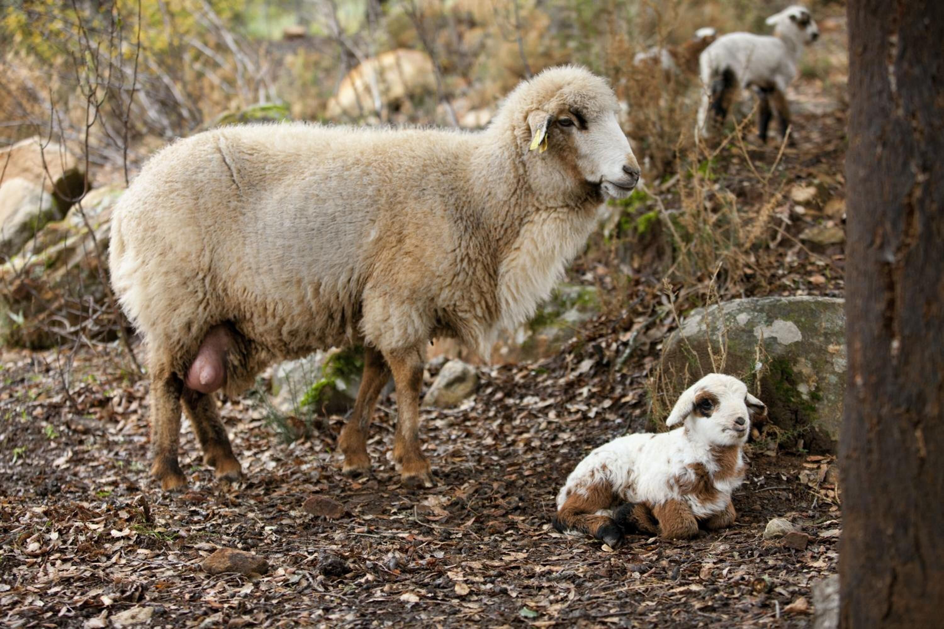 Un bélier avec son agneau, dans un environnement naturel composé de rochers et d’une végétation clairsemée.