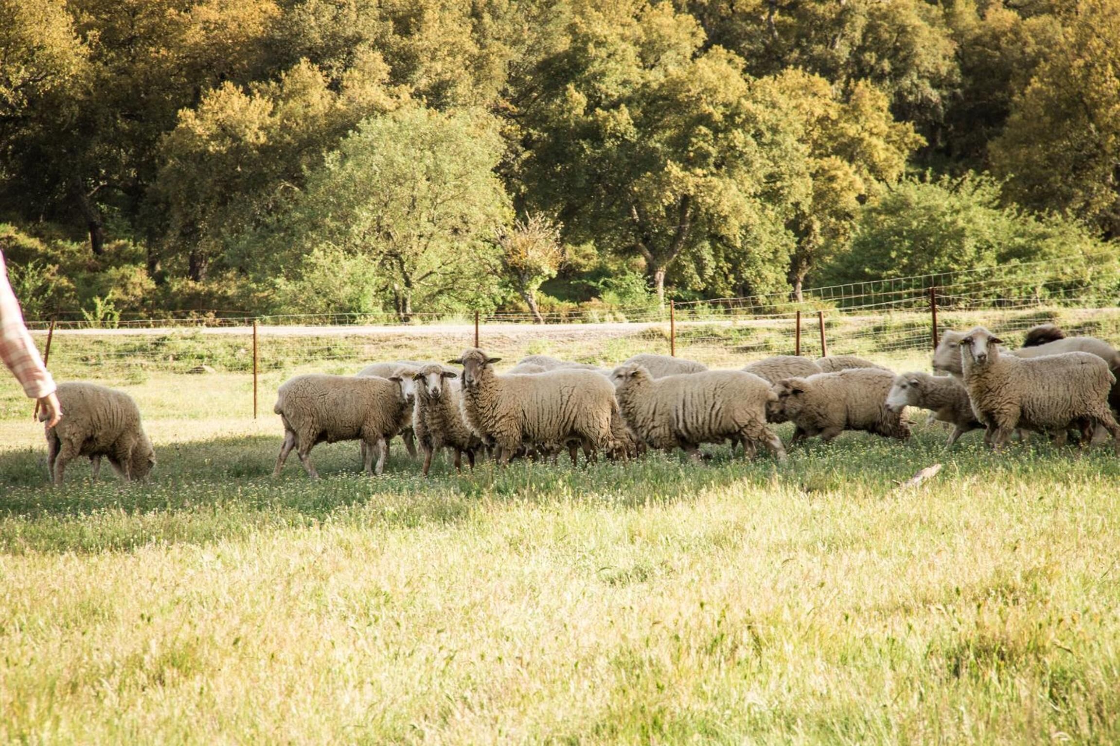 A group of sheep in a grassy field with trees in the background.