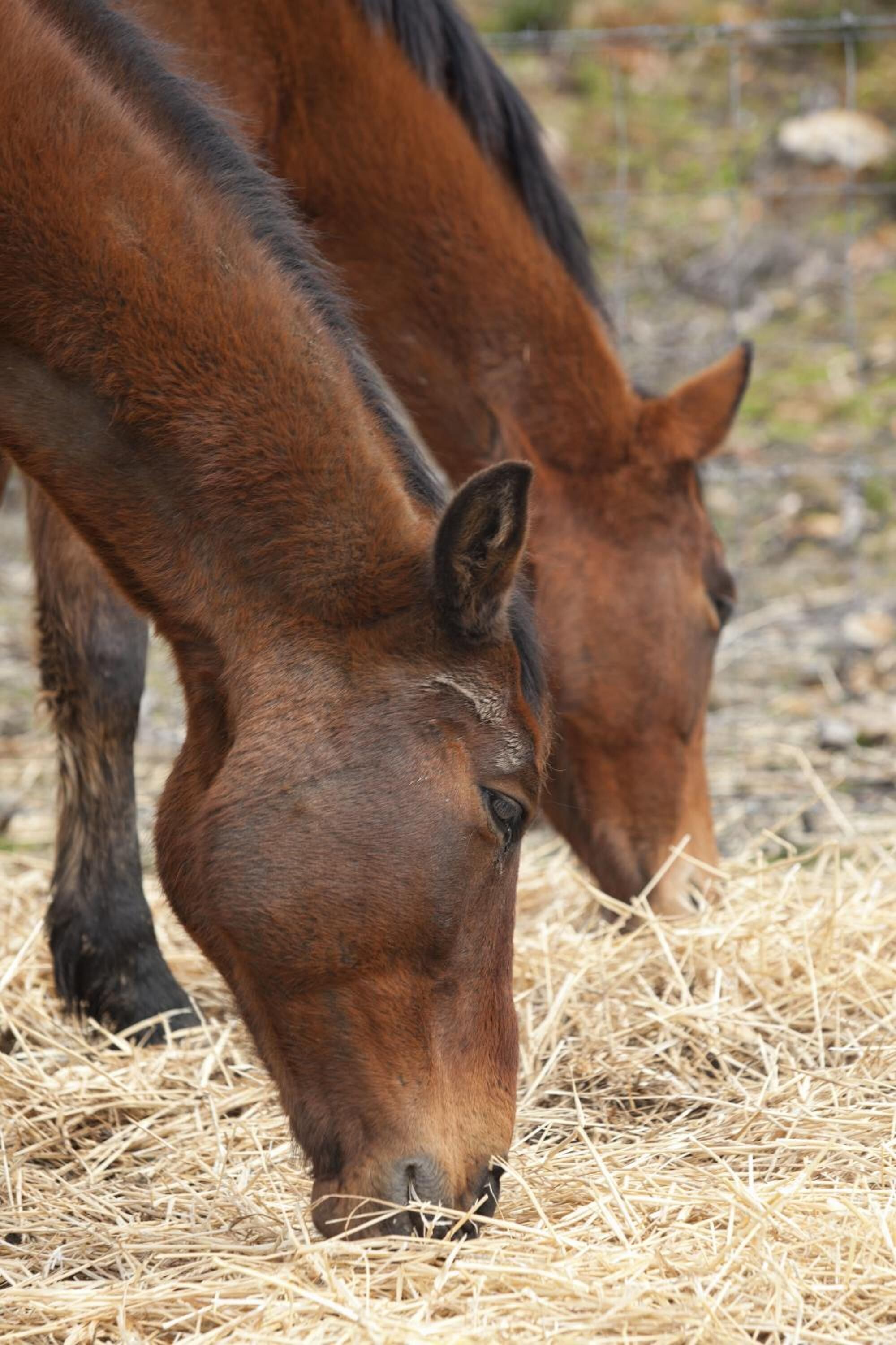 Dos cavalls brossant fenc.
