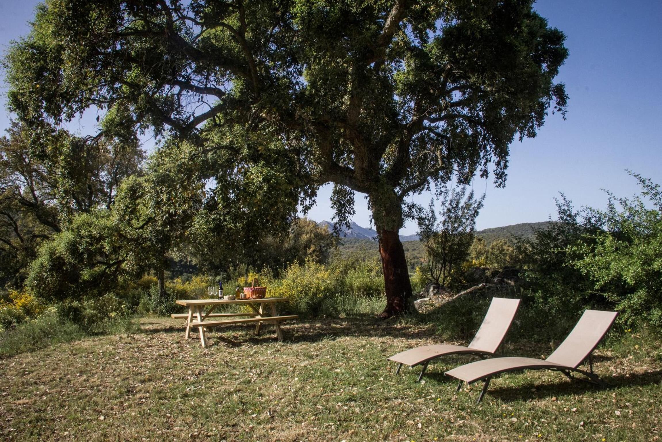 A picnic setup with a table and chairs under a large tree in a natural setting.