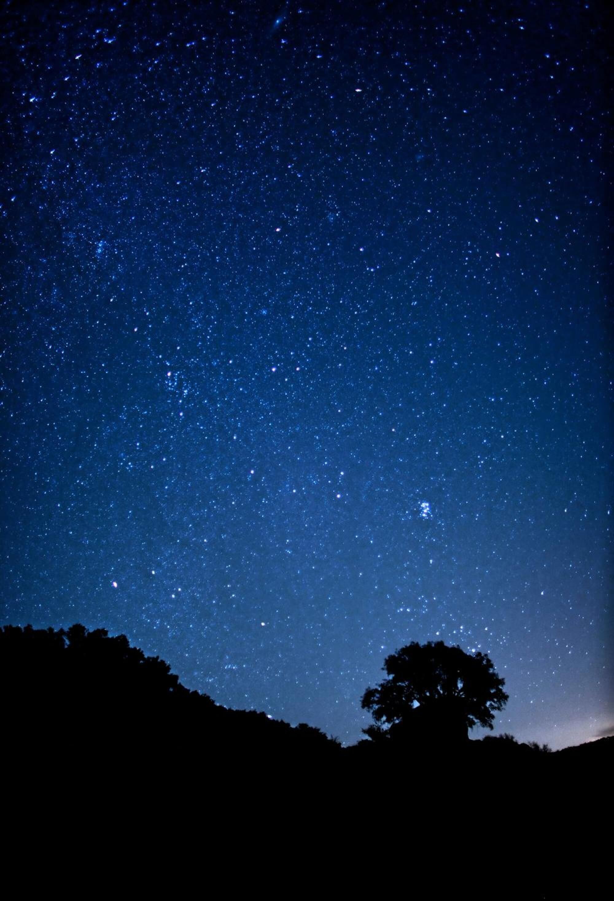 En stjärnklar natthimmel, silhuetten av ett träd och en svagt synlig planet.