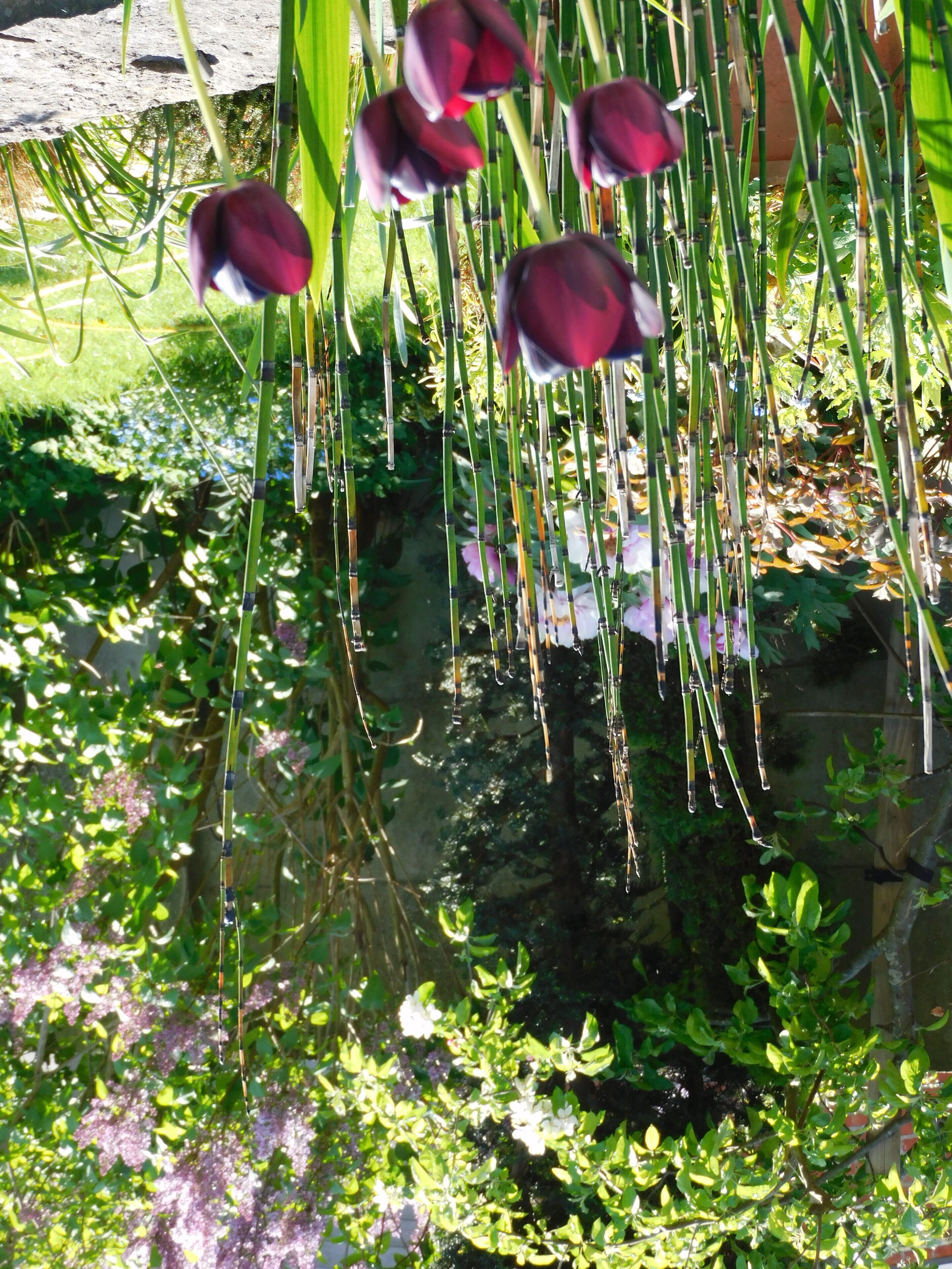 Un jardín con nenúfares y follaje verde.