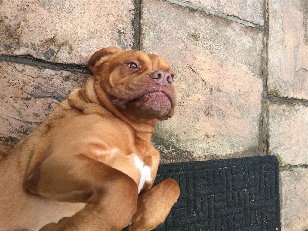 A dog sitting on a stone wall.