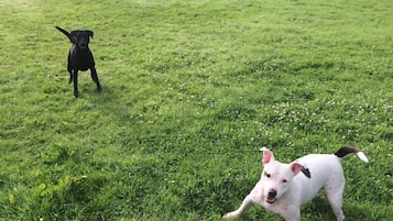Two dogs in a grassy field.