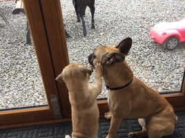 Two dogs sitting by a window with a view of a gravel area and a toy car.
