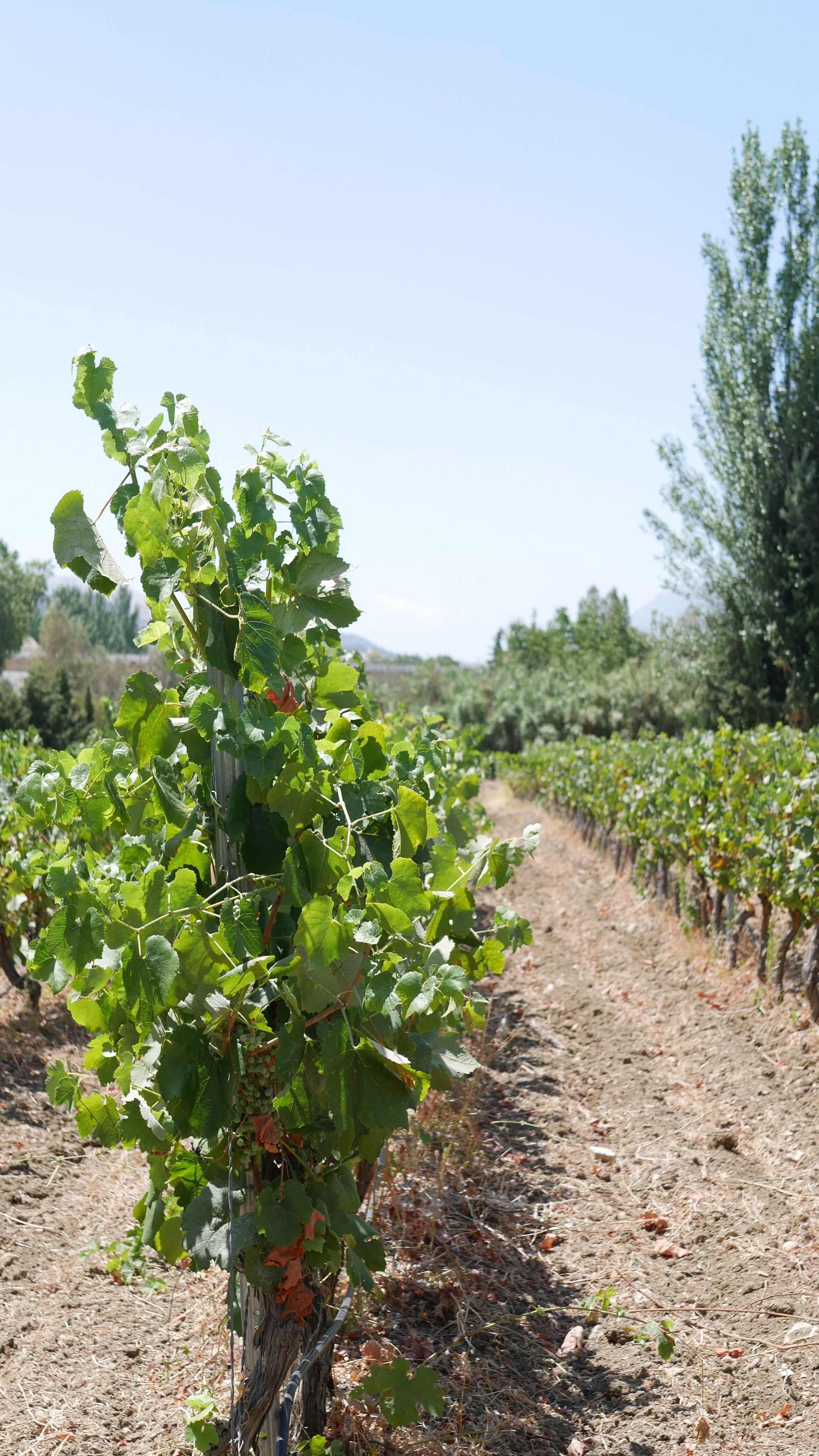 Photo - La Perla Blanca - Ronda