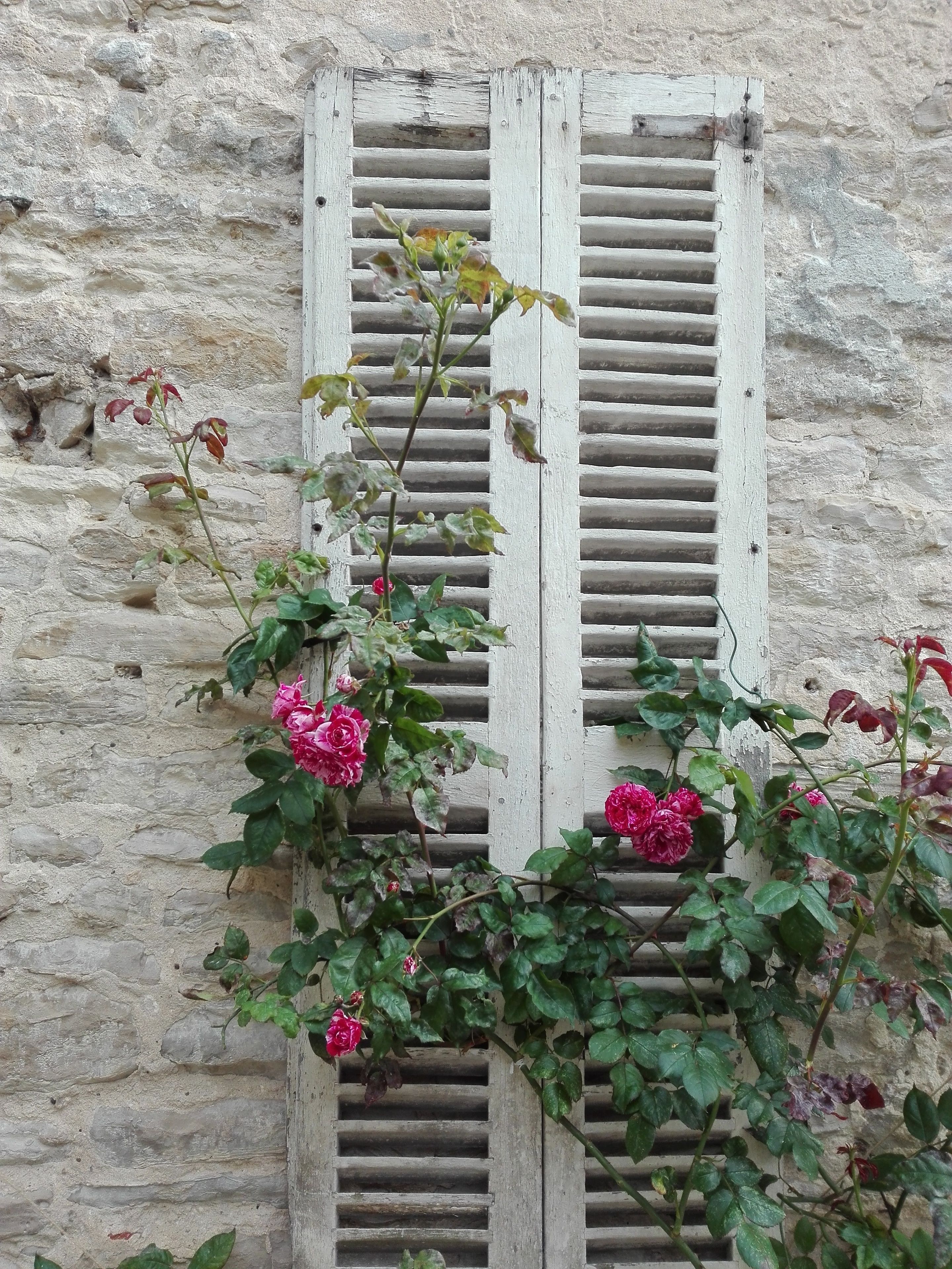 Mur de pedra amb persianes de fusta, parcialment cobert per plantes enfilades i flors roses.