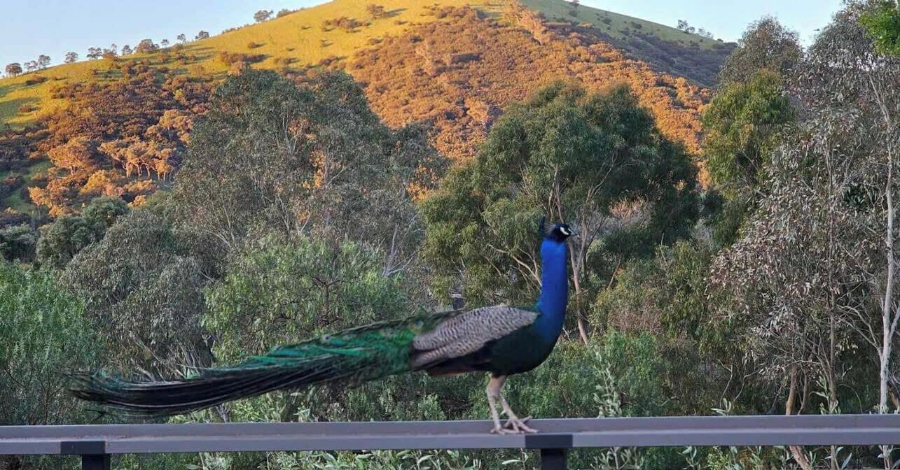 A peacock standing on a railing with a backdrop of trees and a hill.