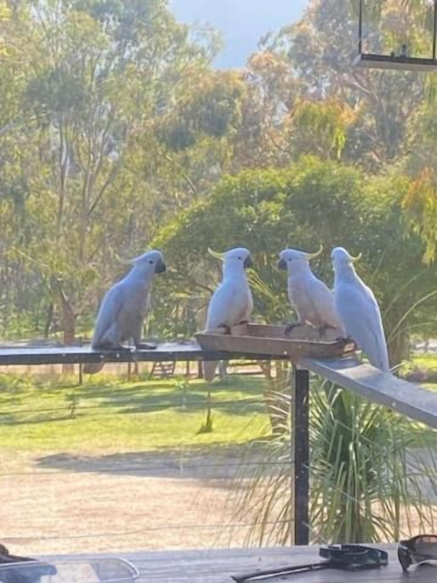 Three cockatoos perched on a railing with a view of a grassy area and trees in the background.