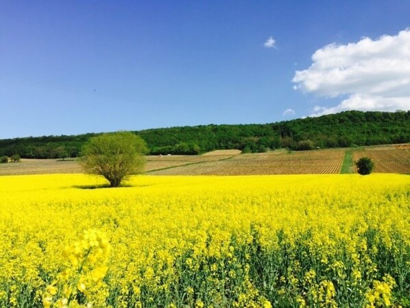 A field of yellow flowers with a tree in the foreground and a forested hill in the background.
