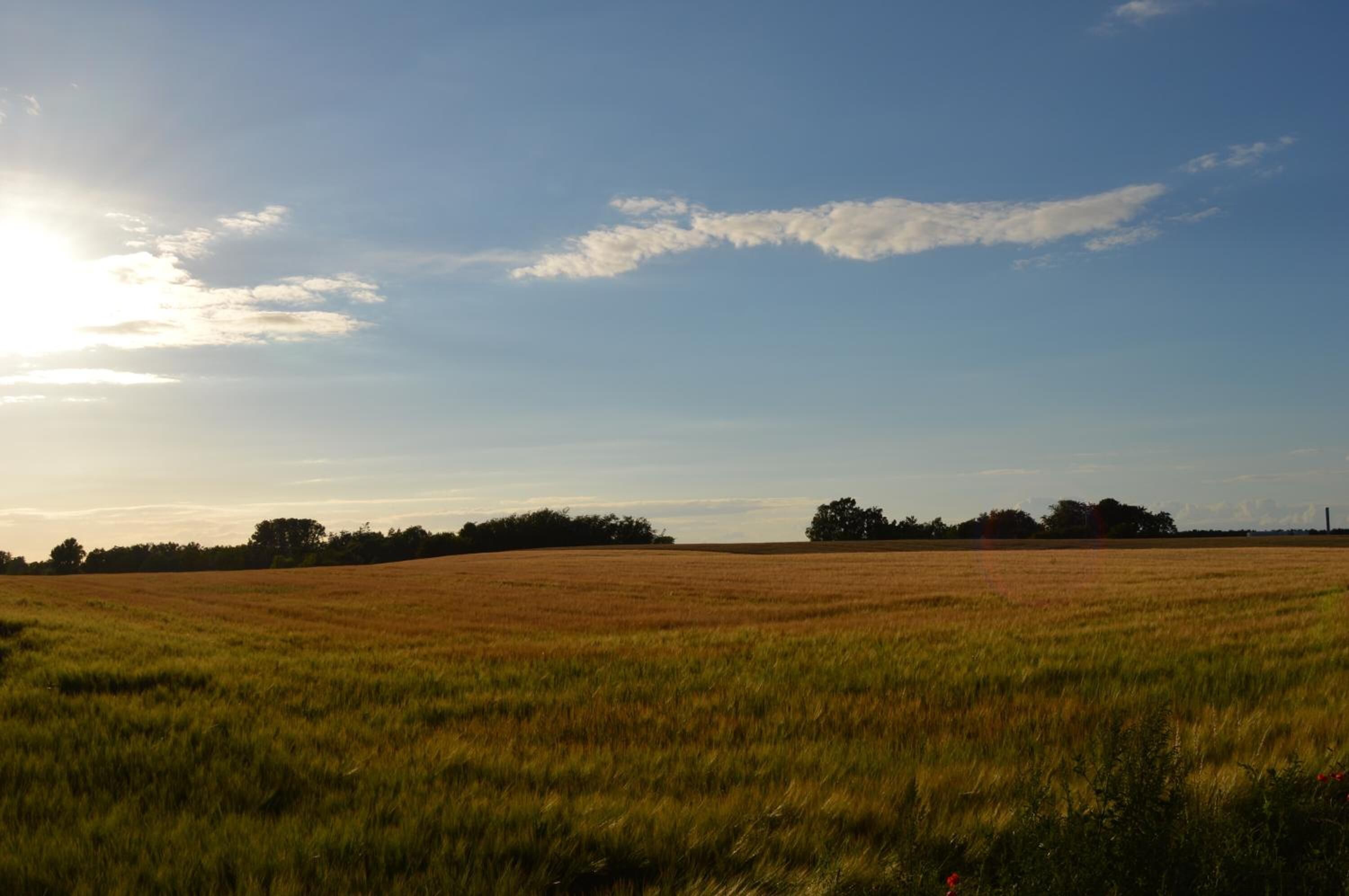 Et stort, åbent marklandskab med klar himmel og fjerne træer.