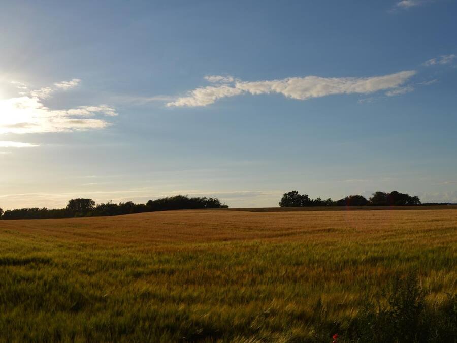 A vast open field with a clear sky and distant trees.
