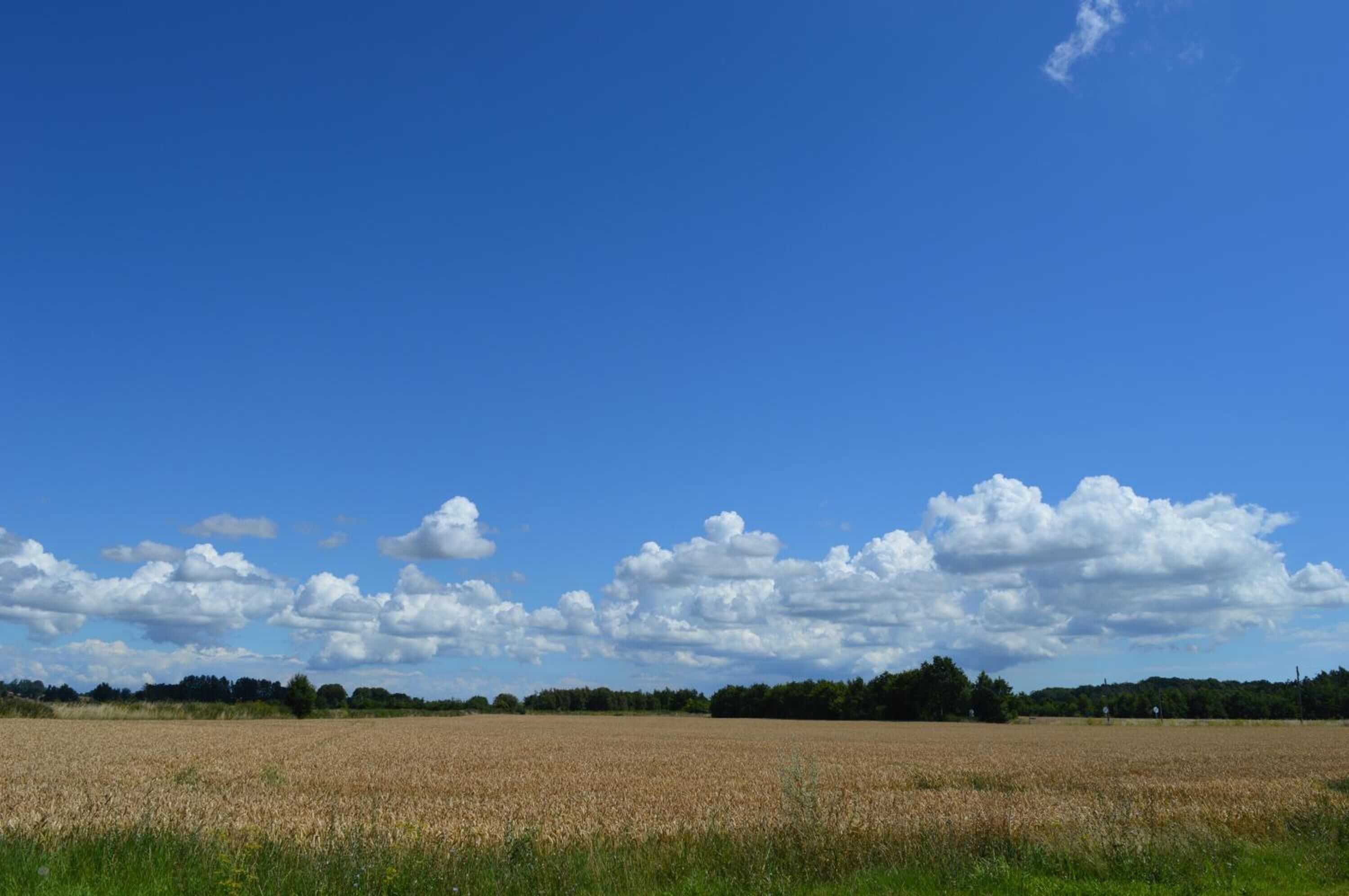 A wide field of crops under a clear sky.